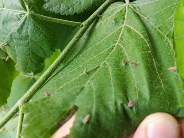 IMG_20180508_134231.jpg (4.18 MiB) Zobrazeno 1003 x IMG_20180508_134231.jpg