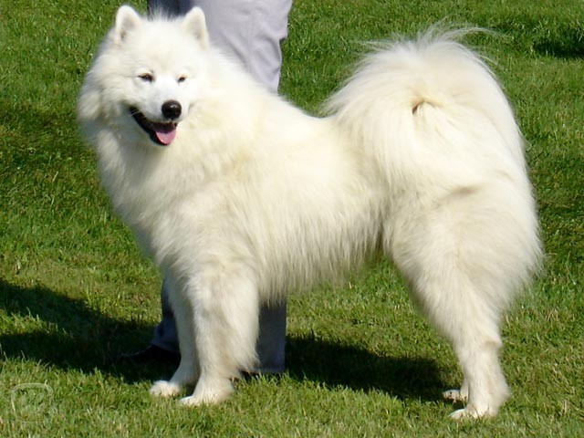 samojed.jpg