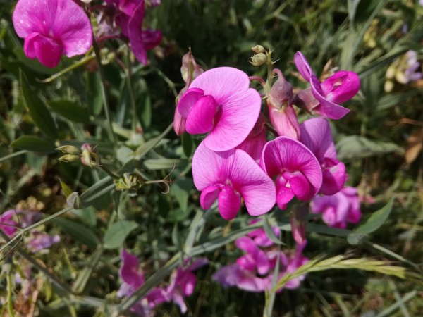 IMG_20180612_153935.jpg (3.69 MiB) Zobrazeno 1016 x IMG_20180612_153935.jpg