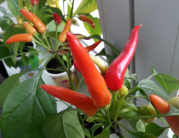 Domácí chilli papriky.png