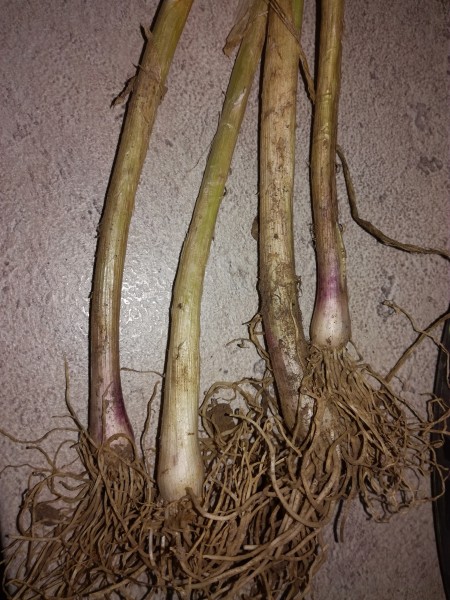 IMG_20171011_085559.jpg (4.84 MiB) Zobrazeno 542 x IMG_20171011_085559.jpg