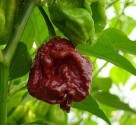 Chilli Trinidad Morgua Scorpion Chocolate.jpg