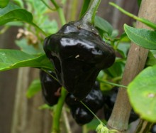 Chilli Tasmanian Habanero.jpg