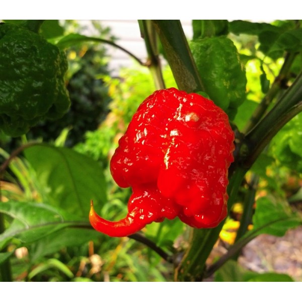 Chilli Carolina Reaper.jpg