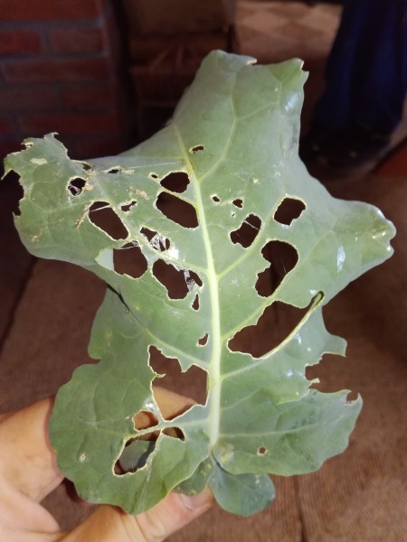 IMG_20180602_191922.jpg (3.51 MiB) Zobrazeno 866 x IMG_20180602_191922.jpg