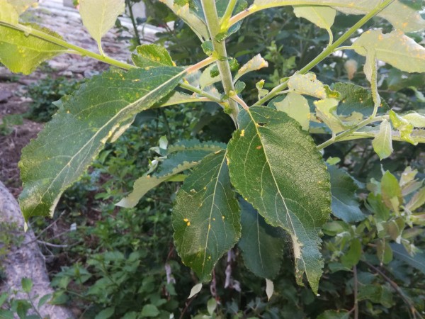 IMG_20180707_204147.jpg (4.33 MiB) Zobrazeno 767 x IMG_20180707_204147.jpg