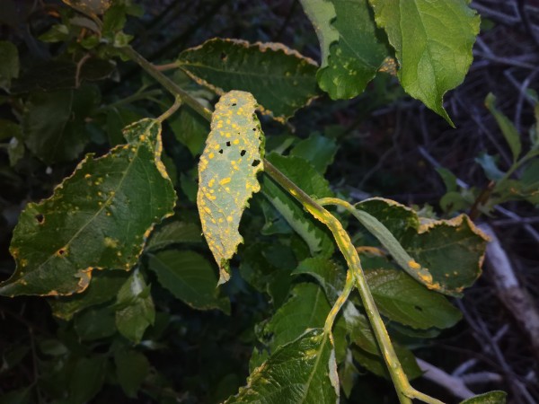 IMG_20180707_204200.jpg (3.39 MiB) Zobrazeno 767 x IMG_20180707_204200.jpg