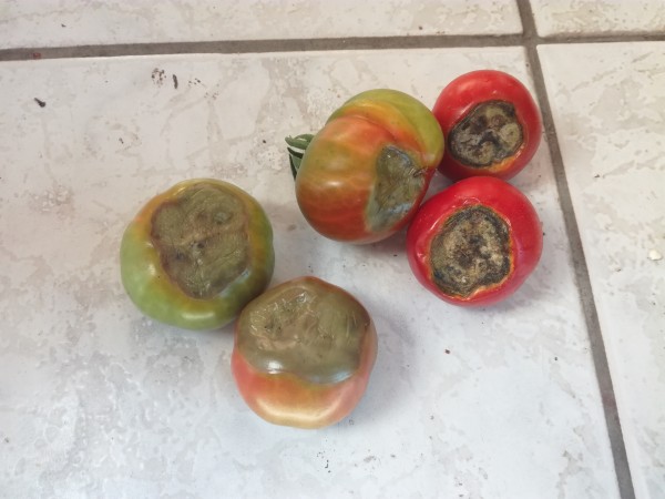 IMG_20180730_093022.jpg (2.98 MiB) Zobrazeno 1214 x IMG_20180730_093022.jpg