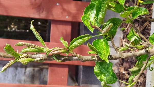 IMG_20200424_173327.jpg (2.54 MiB) Zobrazeno 1363 x IMG_20200424_173327.jpg