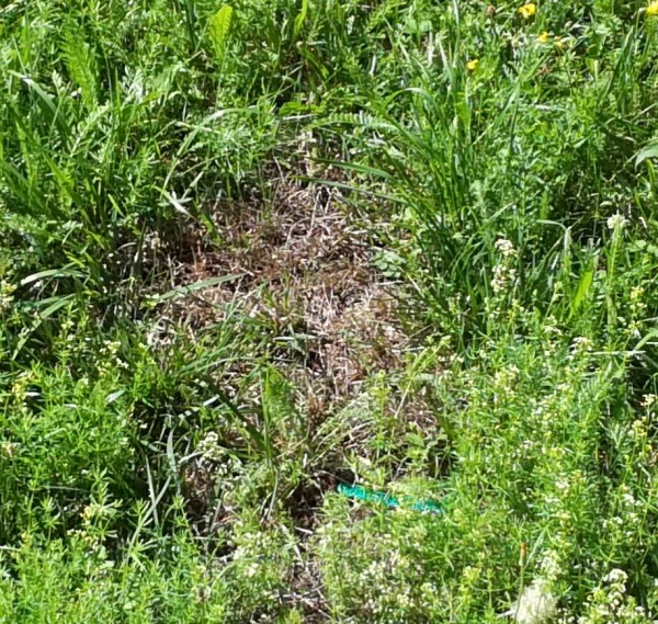 IMG_20170719_110635.jpg (583.8 KiB) Zobrazeno 1132 x IMG_20170719_110635.jpg