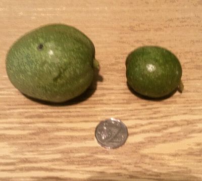 vlašské ořechy.jpg