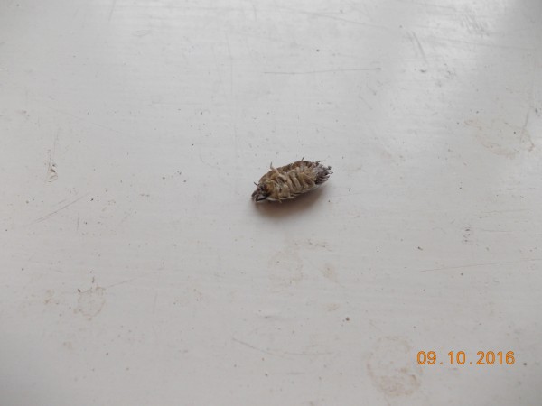 DSCN0155.JPG (3.8 MiB) Zobrazeno 2530 x DSCN0155.JPG