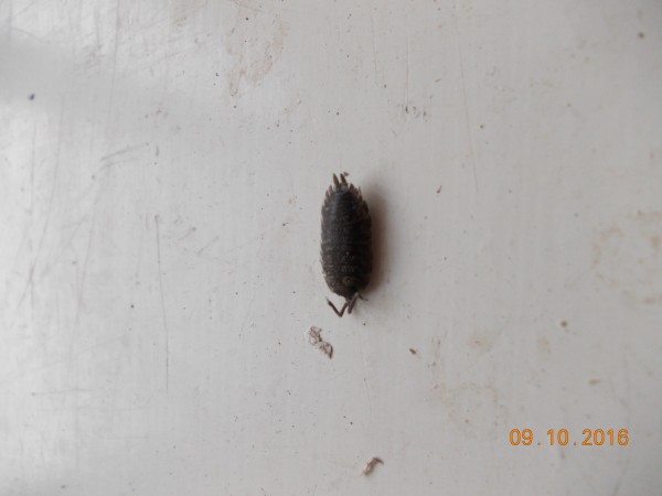 DSCN0156.JPG (3.78 MiB) Zobrazeno 2530 x DSCN0156.JPG